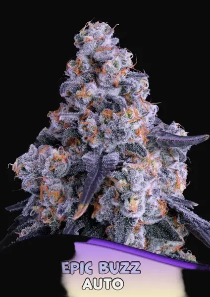 Epic Buzz Auto