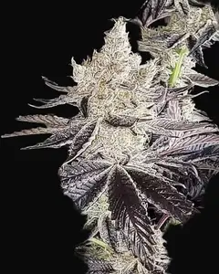 Ethos Cookies R2