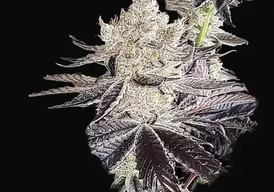 Ethos Cookies R2
