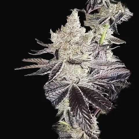 Ethos Cookies R2