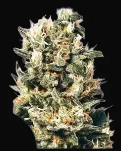 Euforia Regular
