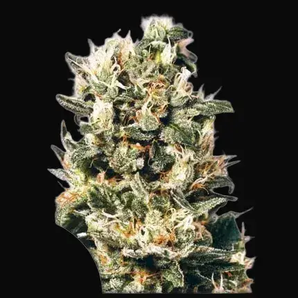 Euforia Regular