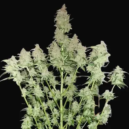 Euforia Regular — zdjęcie 5