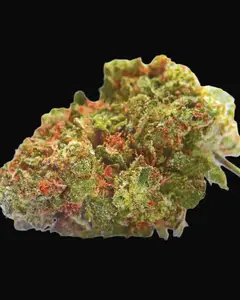 Euforia Special
