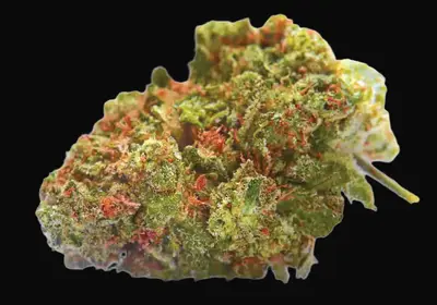Euforia Special