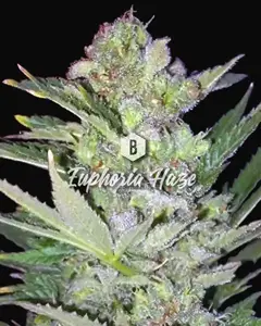 Euphoria Haze