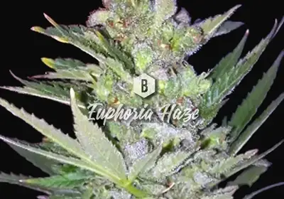 Euphoria Haze