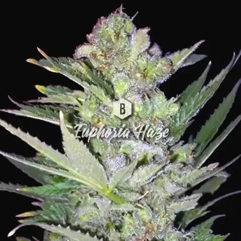 Euphoria Haze