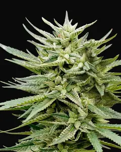 Euskal Mandarina