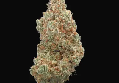 Everglades OG Auto