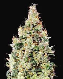 Exodus Cheese Auto CBD