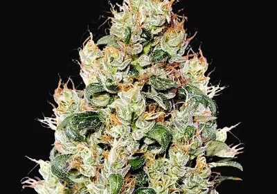 Exodus Cheese Auto CBD