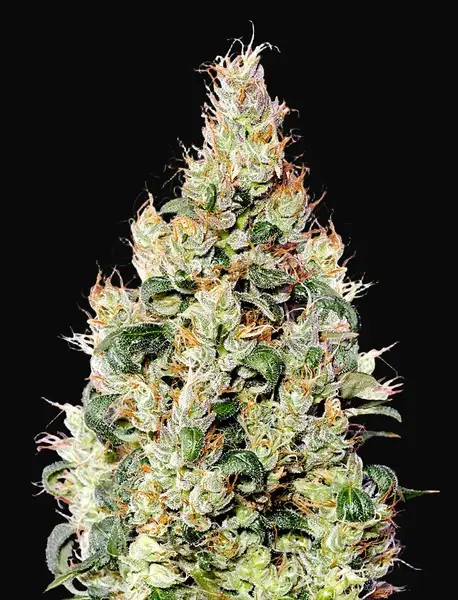 Exodus Cheese Auto CBD