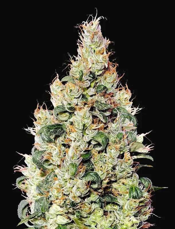 Exodus Cheese Auto CBD