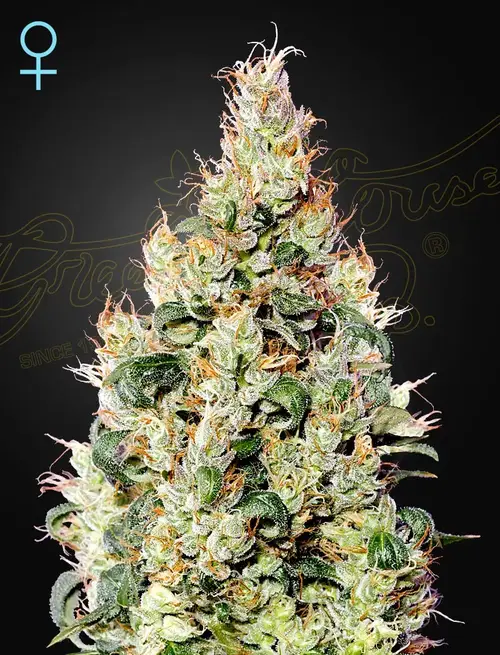Exodus Cheese Auto CBD