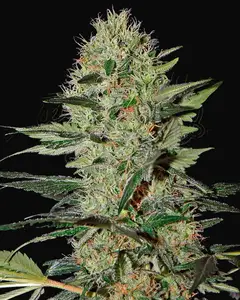 Exodus Cheese Auto