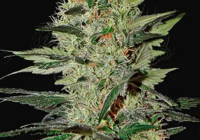 Exodus Cheese Auto