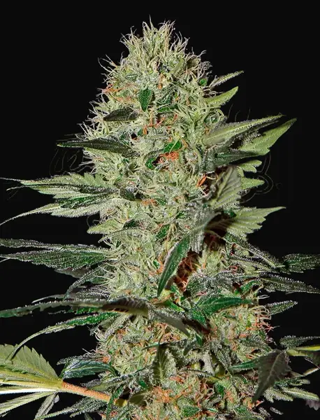 Exodus Cheese Auto