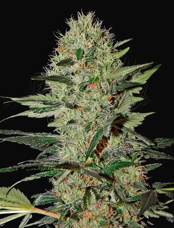 Exodus Cheese Auto