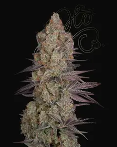 Exodus Cheese
