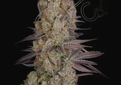 Exodus Cheese