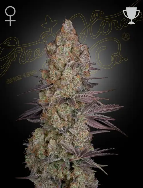 Exodus Cheese