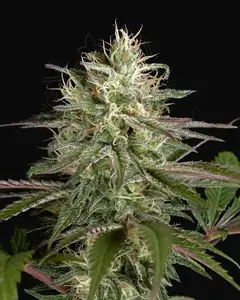 Exodus Cheese x Clementine