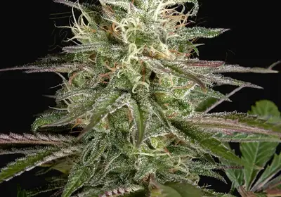 Exodus Cheese x Clementine