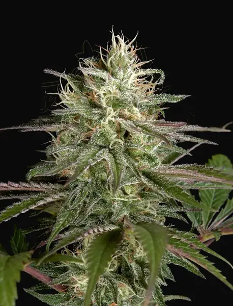 Exodus Cheese x Clementine