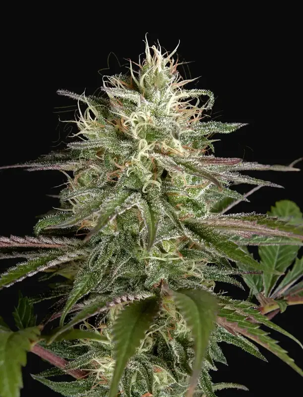 Exodus Cheese x Clementine