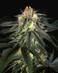 Exodus Cheese x Durban Panama