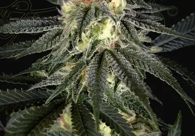 Exodus Cheese x Durban Panama