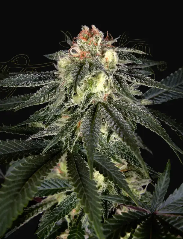 Exodus Cheese x Durban Panama