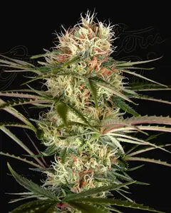 Exodus Cheese x Jack Herer x NL5