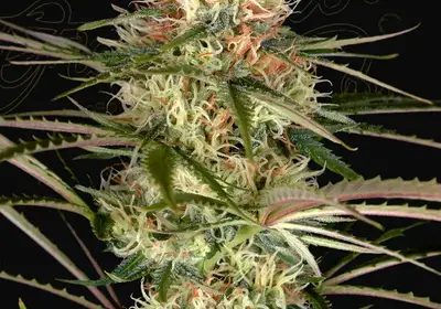 Exodus Cheese x Jack Herer x NL5