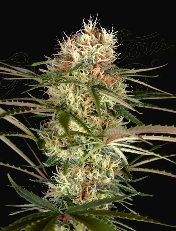 Exodus Cheese x Jack Herer x NL5