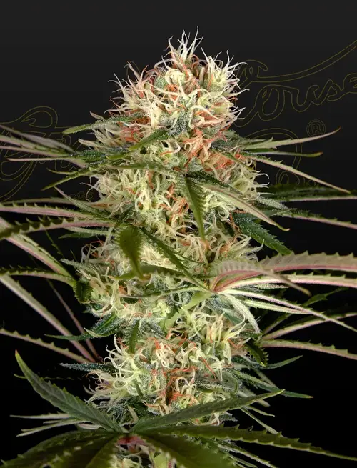 Exodus Cheese x Jack Herer x NL5