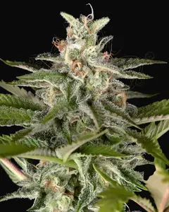 Exodus Cheese x Swaziland (Pure landrace)