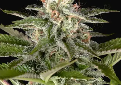Exodus Cheese x Swaziland (Pure landrace)