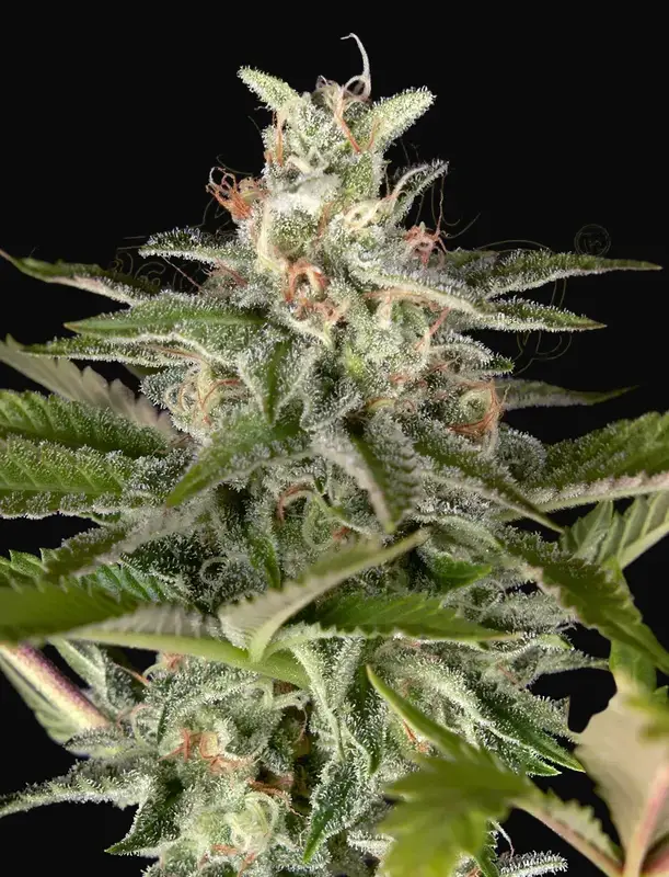 Exodus Cheese x Swaziland (Pure landrace)