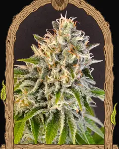 Exotic Biscotti