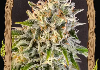 Exotic Biscotti