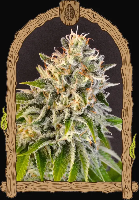 Exotic Biscotti