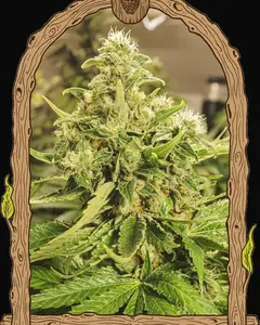 Exotic Pure CBG