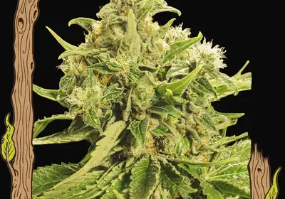 Exotic Pure CBG