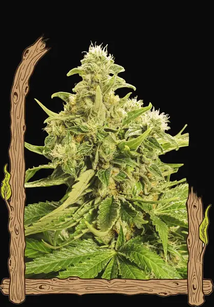 Exotic Pure CBG