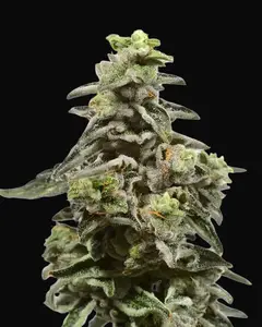 Exotic Purple Auto