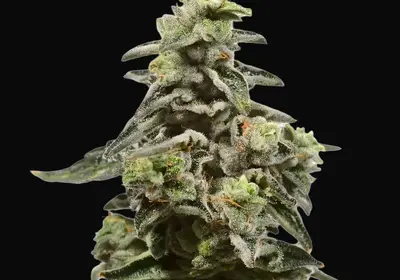 Exotic Purple Auto
