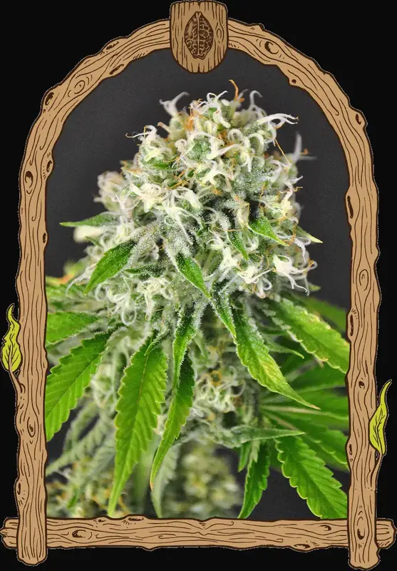 Exotic Runtz