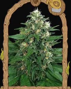 Exotic Thai